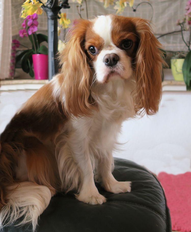 cavalier king charles spaniel blue magics